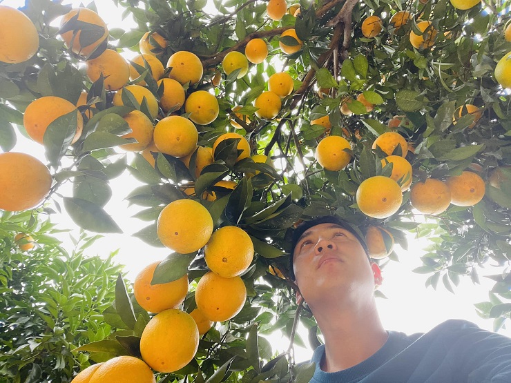 “Đột nhập” vườn cam “rốn lồi” tại Mộc Châu, khách tìm mua với giá 80 nghìn đồng/kg - 3