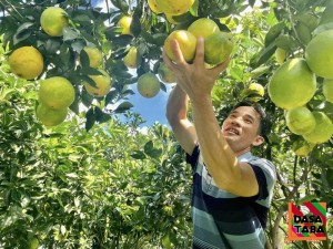 Cuống quả cam Navel giúp đổi đời anh nông dân: câu nguyện cam ly Mộc Châu