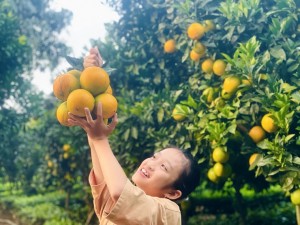 “Đột nhập” vườn cam “rốn lồi” tại Mộc Châu, khách tìm mua với giá 80 nghìn đồng/kg