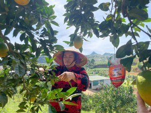 Cây số 1- chị ĐOÀN MINH...