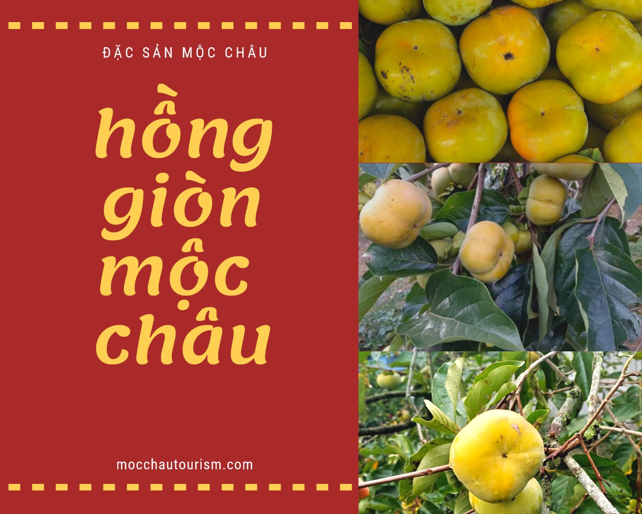hong gion moc chau (1)