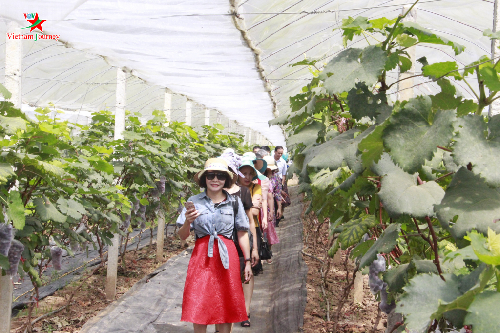 Vườn nho đầu tiên của Sơn La kết hợp phát triển kinh tế nông nghiệp với du lịch trải nghiệm