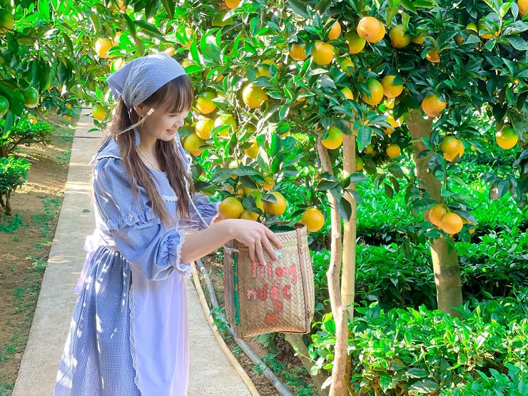“Đột nhập” vườn cam “rốn lồi” tại Mộc Châu, khách tìm mua với giá 80 nghìn đồng/kg - 4
