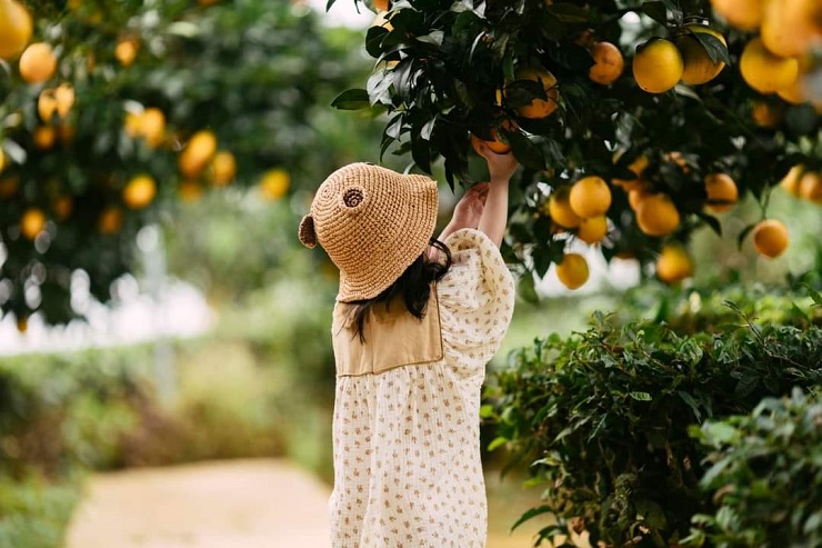 “Đột nhập” vườn cam “rốn lồi” tại Mộc Châu, khách tìm mua với giá 80 nghìn đồng/kg - 8