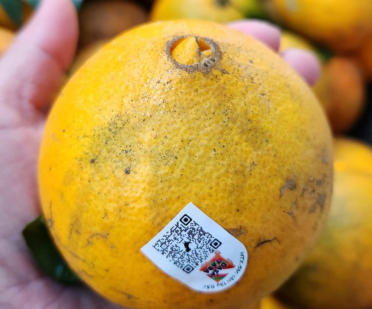 “Đột nhập” vườn cam “rốn lồi” tại Mộc Châu, khách tìm mua với giá 80 nghìn đồng/kg - 6